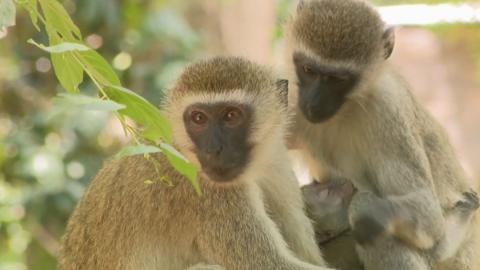 Colobus monkeys in Kenya