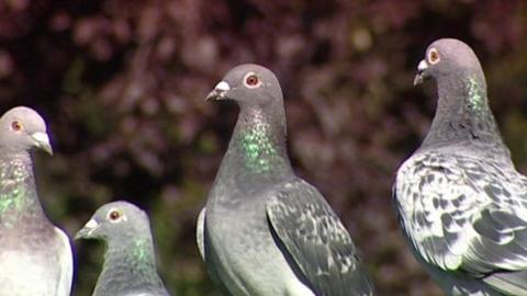 Racing pigeons