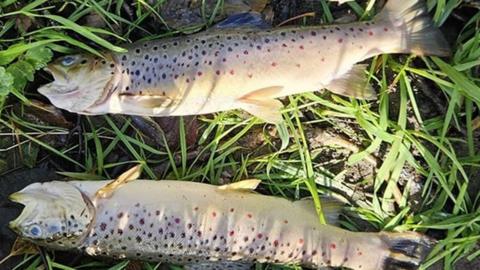 Dead fish found in the Callan River