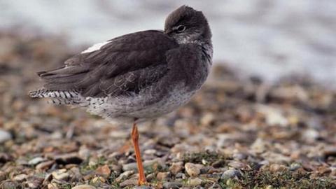 Redshank