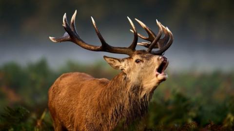 Red deer stag at Richmond Park