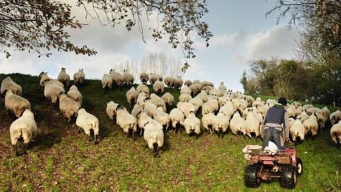 Farmer and some sheep