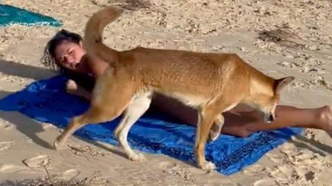 Dingo approaches a woman lying on the beach