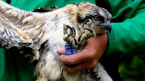 The four chicks are the latest from a successful breeding pair in Northumberland.