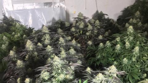 Cannabis plants found in a Cardiff house