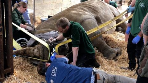 Rhino's teeth being checked over