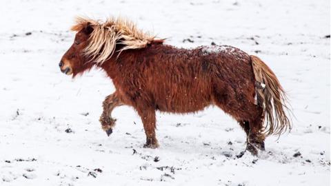 A pony plays in the snow near Millhouse Green in South Yorkshire, on 7 February 2021