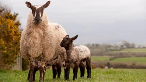 Welsh type mule ewe with suffolk lambs at foot