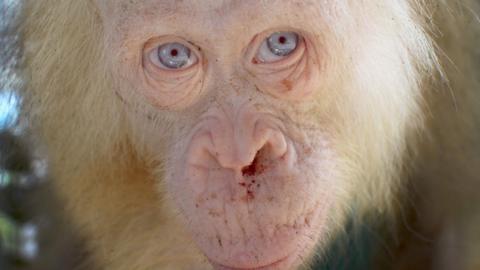 Picture of the Albino orangutan, with blue eyes and white/blond hair, looking straight at the camera, with some dried blood seen in its nose