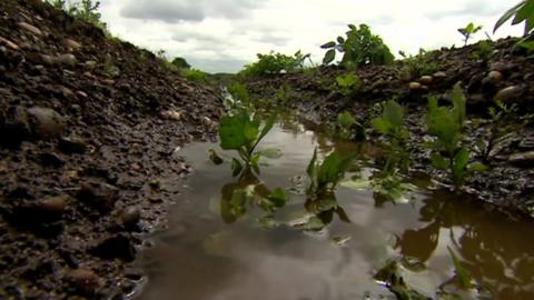 A potato crop underwater in Staffordshire