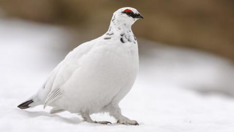 Ptarmigan