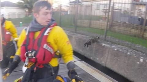 cat jumping from lifeboat