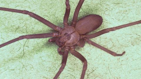 A Brown recluse spider or Loxosceles reclusa