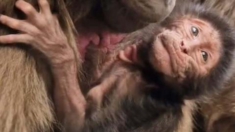 Baby gelada monkey