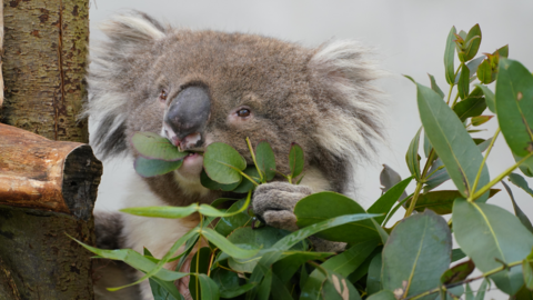 Burke the koala eating leaves