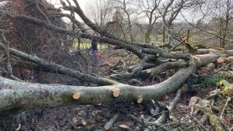 Storm damage at Minstead Lodge