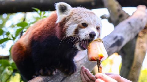 Longleat red panda