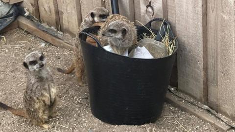 Meerkats back in their enclosure