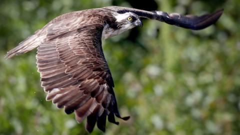 an osprey at flight near a loch at Aviemore in the Cairngorms