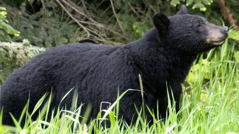 File image of black bear in British Columbia, Canada