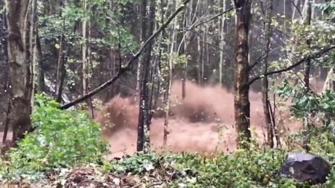 Trees washed away in torrent of water