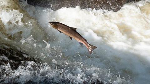 a salmon jumps in a river