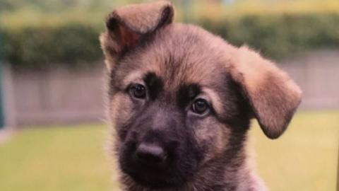 Guide dog puppy Finn