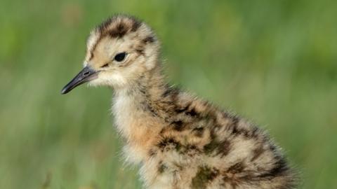 A curlew chick
