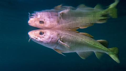 Atlantic cod