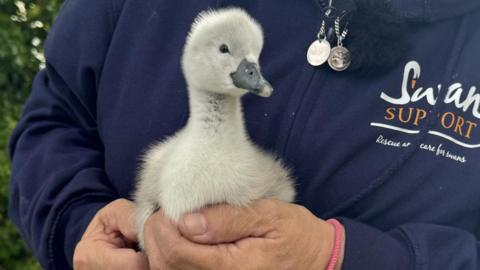 A volunteer from Swan Support is holding a two day old cygnet in her hands. The cygnet is sitting happily in the woman's hands, its white and light grey feathers all fluffed up.