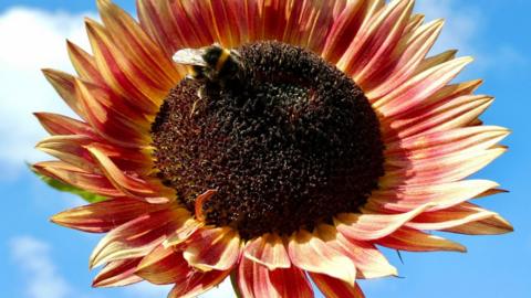 A yellow and red sunflower in close-up with blue sky behind