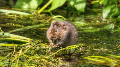 A water vole is pictured in water surrounded by pond weed and green leaves