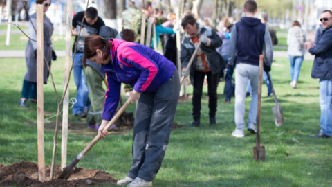 A person is in the foreground with a pink and purple coat on. She is pushing a shovel into the ground at a base of a young tree. In the background there are several people also walking around with shovels.