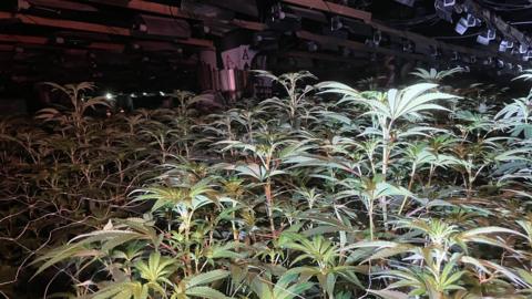 An indoor cultivation setup with rows of tall, leafy cannabis plants under artificial lighting. The plants are tall with broad, serrated green leaves. Overhead, there are multiple lights and structural beams.