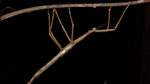 Stick insect seen hanging off a branch