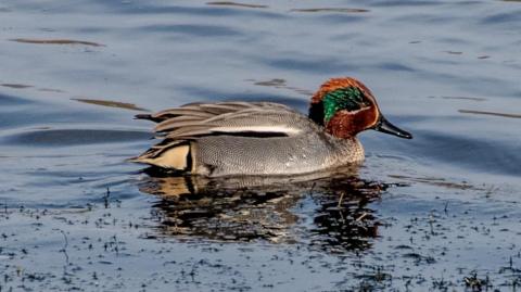 A small duck with brown and green markings on its head, and black, white and grey patterns on the rest of its body. It is on water with some weeds poking through the surface around it.  