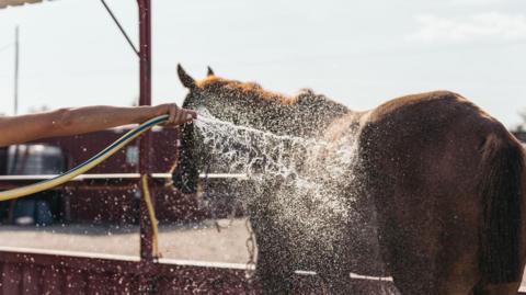 A brown horse faces away from the camera while it is being hosed down. It is standing outside on a sunny day near some stables. There is an arm holding a yellow and green hose from the left of the image and holding the hose near the horse's body. Water is spraying out of the hose.