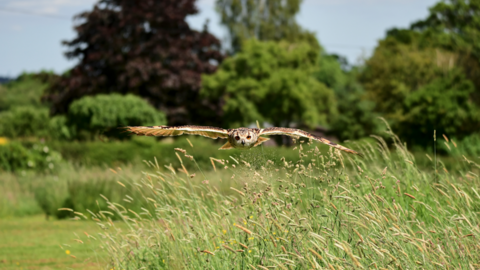 A short-eared owl flying close to the ground as if swooping to find something, with their eyes centred on its target.