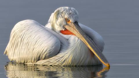a pelican floating on the water