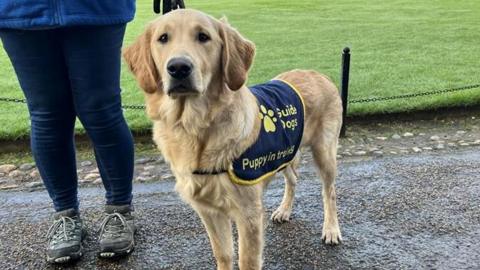 A golden retriever stood on a path, being held on a lead. The dog has a harness on with the Guide Dogs logo, which reads 'puppy in training'.