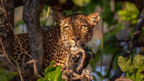 A leopard