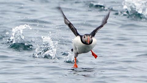 Puffin taking flight from the sea