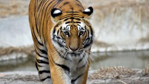 File photo of Bengal tiger