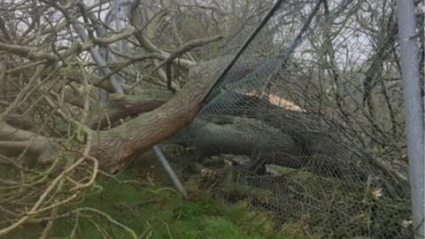 Damage lion enclosure