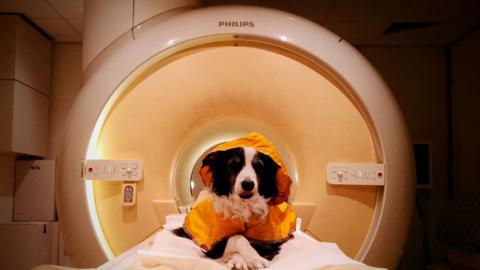The image shows a border collie looking happy and relaxed as it sits on a fat bed that is inside the cylinder of a medical scanner. The dog has its paws crossed and is looking directly at the camera. 