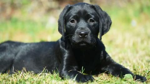 Guide dog Rebel as a puppy