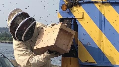 Bees on a crane