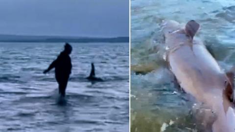 Alisha in water with shark