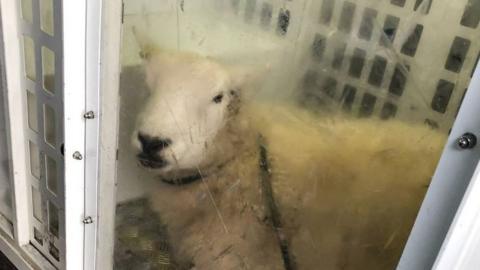 Sheep in cell in police van