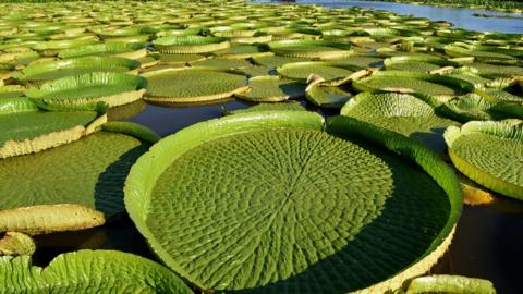 Water lilies in the area are known for their giant size, 1.5m